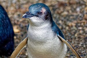 Penguin-friendly solar lighting