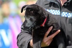 Guard dog for data? ICO issues PETs guidance