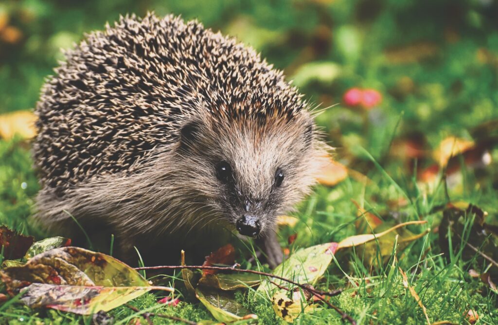 Rich data on global biodiversity loss – from systems we’re already using