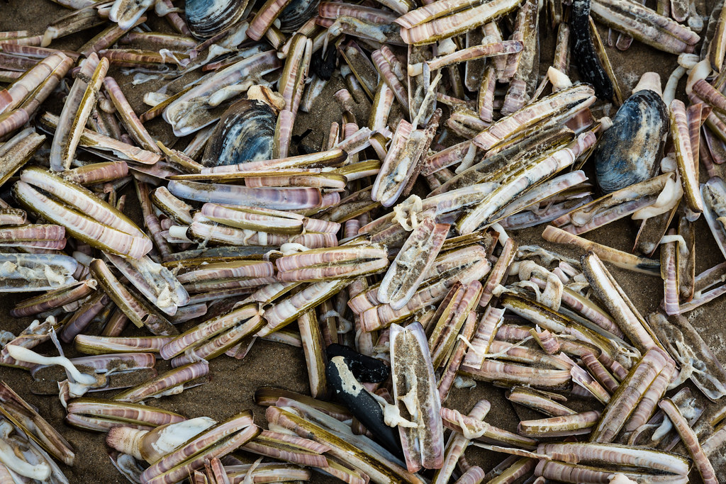 Electrofishing trial extended in Scotland 