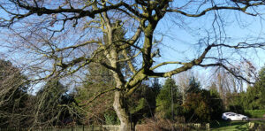 Tree trail tech in Frodsham